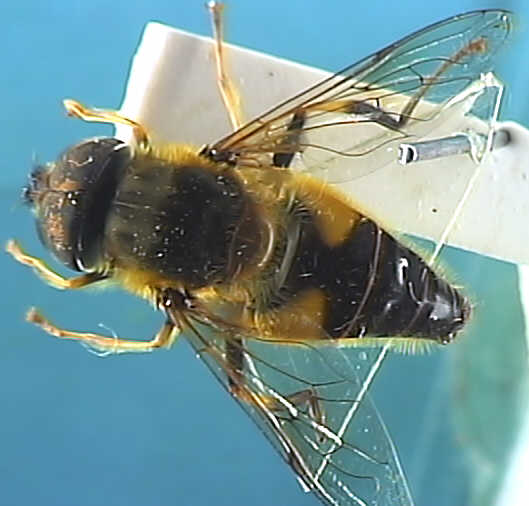 Eristalis pertinax